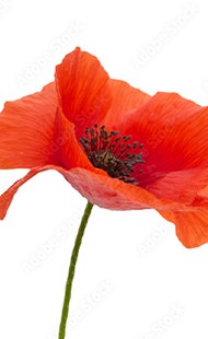 Close up of orange flower